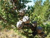 Óleo Essencial de CEDRO (Cupressus funebris oil) - 10 ml