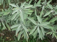 SALVIA - Planta Seca e Cortada - 20 Gr